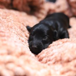 Willow - Black female Dachshund puppy in Eaton, Ohio from Miniature Alphas Dachshunds