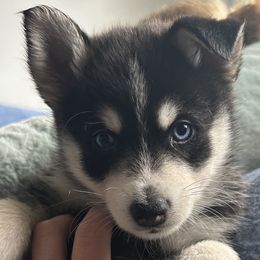 Leon - Pomsky puppy in Florida from Alyssa's Pomskies