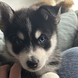 Leon - Pomsky puppy in Florida from Alyssa's Pomskies