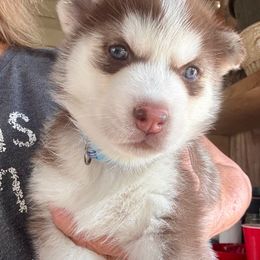 Winter - Brown and white female Siberian Husky puppy in Walker, Louisiana from TRUHUSKY SIBERIANS