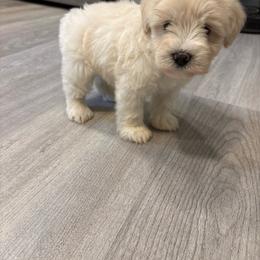 Naomi - White female Miniature Schnauzer puppy in Alabama from Little River Miniature Schnauzers