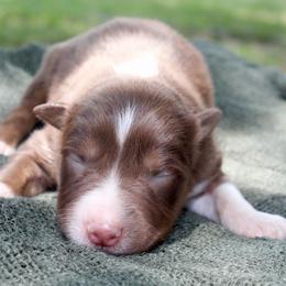 MadHatter - Red tri-color male Australian Shepherd puppy in Star City, Arkansas from Blush & Lace Aussie Co.