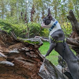 Ash - Boston Terrier