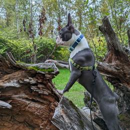 Ash - Boston Terrier