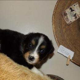 Patsy - Black tri female Miniature Australian Shepherd puppy in Elkhart, Texas from Donaldson Dogz