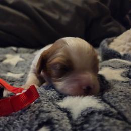 Red Boy - Blenheim male Cavalier King Charles Spaniel puppy in Forest Lake, Minnesota from Northern Lights Goldens