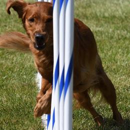 Golden Retrievers from Voyager Goldens