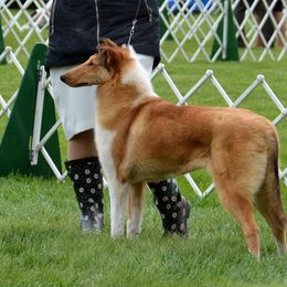 Collie Puppies from Creekwood Collies