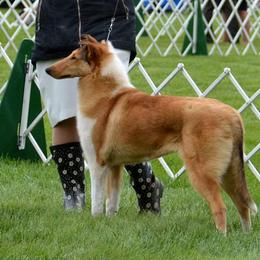 Collie Puppies from Creekwood Collies
