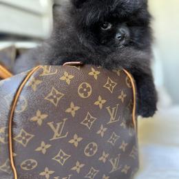 Pomeranian and Poodle Puppies from Carousel Poodles & Pomeranians
