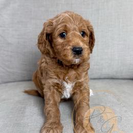 Cabernet (purple collar) - Red  female Goldendoodle puppy in Murrieta, California from Apricot Poodles & Goldendoodles, LLC