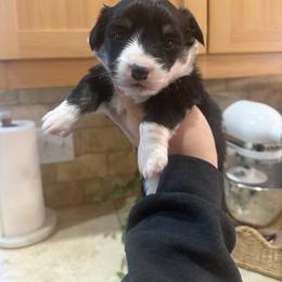 Mira- AKC fluffy female - Black and tan female Pembroke Welsh Corgi puppy in Red Bluff, California from Wilder Ranch Corgis