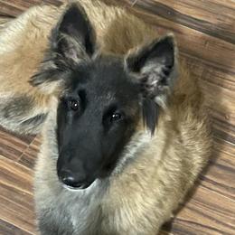 Belgian Sheepdogs and Belgian Tervuren from Gina's Belgians