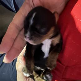 Cavalier King Charles Spaniel Puppies from Cavalier Country Farm