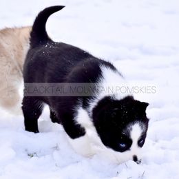 Pomskies and Siberian Huskies from Blacktail Mountain Pomskies