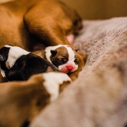 Boston Terrier Puppies from Olive and Co. Boston Terriers