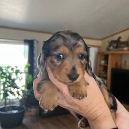 Black and Tan Silver Dapple Male - Dapple male Dachshund puppy in Delta, Colorado from Rose's Dachshunds