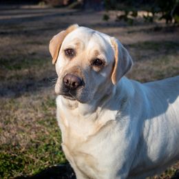 Diamond - Labrador Retriever