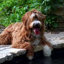 Australian Labradoodles from Cabin Hill Labradoodles