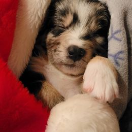 Australian Shepherd Puppies from Summit Australian Shepherds