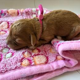 Lil - Red female Cavapoo puppy in Adrian, Oregon from ApplebyFarm