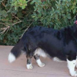 Ritter - Cardigan Welsh Corgi