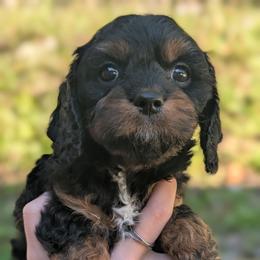 Autumn - Black and tan female Cavapoo puppy in Coshocton, Ohio from Forever Family Puppies