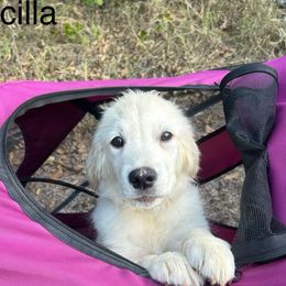 Girl 5 - Priscilla - Light golden Golden Retriever puppy in Millsap, Texas from Cool Oaks Farm