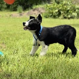Border Collie Puppies from Chasing Dreams Border Collies