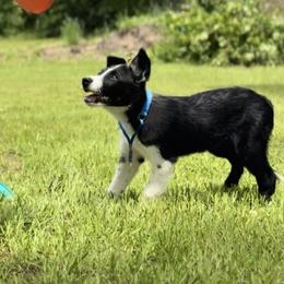 Border Collie Puppies from Chasing Dreams Border Collies