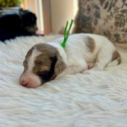 Polly - White and red merle female Bordoodle puppy in Valley Center, California from Circle R Valley Bordoodls