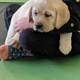 Anatolian Shepherd Dog and Labrador Retriever Puppies from Learning With Dogs