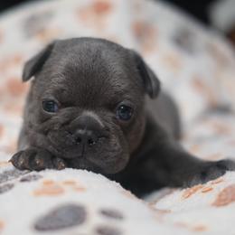 Scarecrow - Blue male French Bulldog puppy in Austin, Texas from Ward's Frenchies 2 Yours