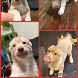 Nami - Red and white female Siberian Husky puppy in Canton, Ohio from Bleu Skies Siberian Huskies