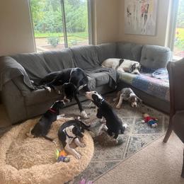 Great Dane Puppies from Ryan's Royal Great Danes
