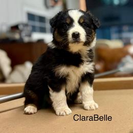 CLARABELLE - Black tri-color female Australian Shepherd puppy in Sheridan, Arkansas from Runnin’ Wild Ranch Aussies