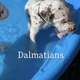 Dalmatian Puppies from Louisiana Roux Dalmatians