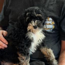 Ranger - Tri-color male Bernedoodle puppy in Campbellsville, Kentucky from Blue Belle Hills Bernedoodles