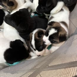 Akita Puppies from Gloe Akita's