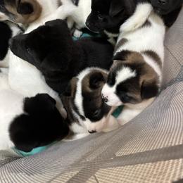 Akita Puppies from Gloe Akita's
