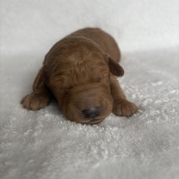 Goldendoodle and Maltipoo Puppies from DoodlesofNW
