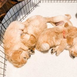 Golden Retriever Puppies from Big Rock Goldens