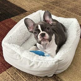 Rainbow - Brindle and white female French Bulldog puppy in Jacksonville, Florida from Friendly Acres French Bulldogs