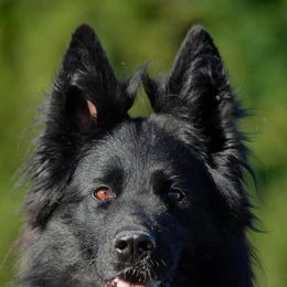 Tea - German Shepherd