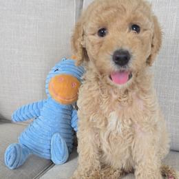 Goldendoodle Puppies from Medium Labradoodles 🐾