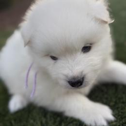 Lavender - White female Samoyed puppy in Paulden, Arizona from Carefree Samoyeds & Deserthills Labradors