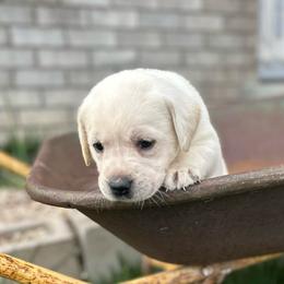 Teal Collar - Yellow female Labrador Retriever puppy in Nampa, Idaho from Gem State English Labrador Retrievers