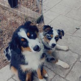 Miniature Australian Shepherd All Grown Up from Harley Farm Aussies