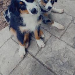 Miniature Australian Shepherd All Grown Up from Harley Farm Aussies