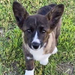 American Corgis and Dachshunds from Southern Dachshunds